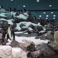 Penguin Loro Parque2